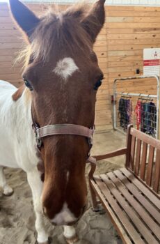 Sponsor A Horse- Paul