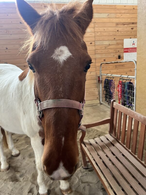 Sponsor A Horse- Paul