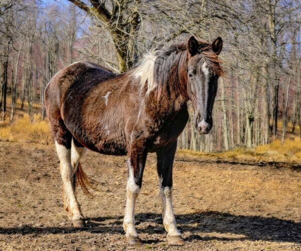 Sponsor A Horse- Maggie
