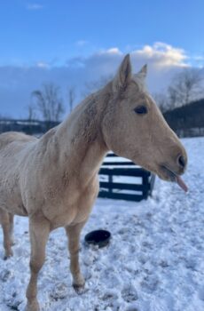 Sponsor a Horse- Sunny