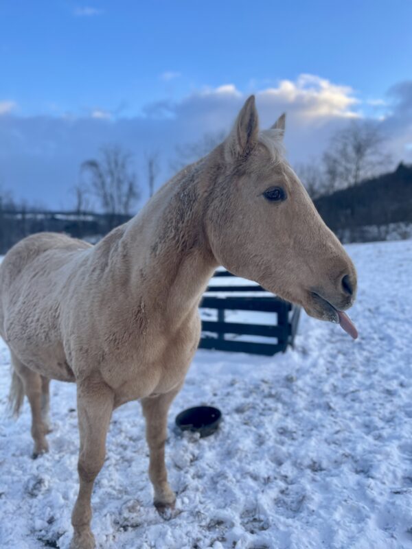 Sponsor a Horse- Sunny