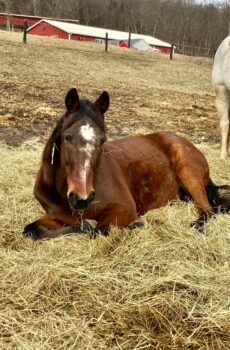 Sponsor a Horse – Tiger