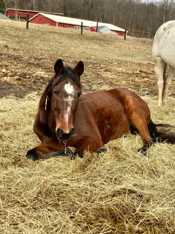 Sponsor a Horse – Tiger