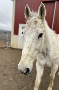 Sponsor a Horse – Grey