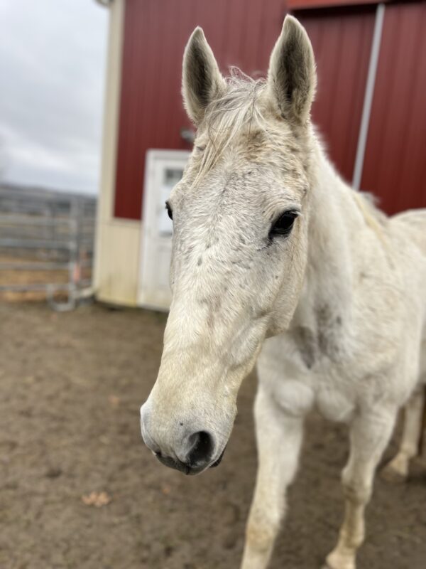 Sponsor a Horse – Grey