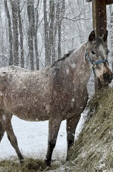 Sponsor a Horse- Spirit