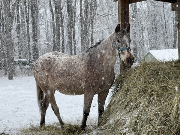 Sponsor a Horse- Spirit