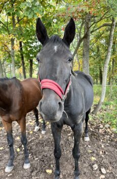 Sponsor a Horse- Buck