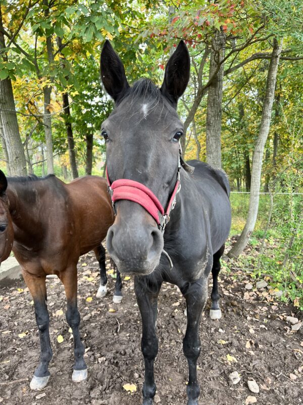 Sponsor a Horse- Buck